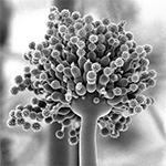 Чёрная плесень